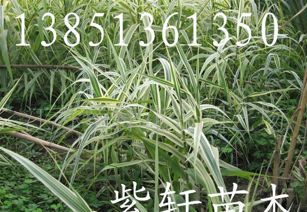 供水生观赏花卉-花叶芦竹 (彩叶芦竹)(图)