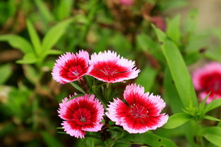 杂拍花卉
