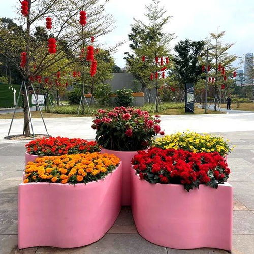 新春走基层 广州天河 精品花带花境等你来打卡