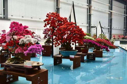 十里杜鹃迎八方来客 第十七届中国杜鹃花展览会在江苏常州开幕 动态
