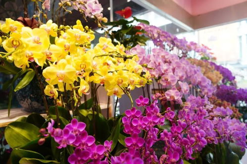 闵行这两个花卉市场,涵盖高端 平价产品,快去逛逛吧