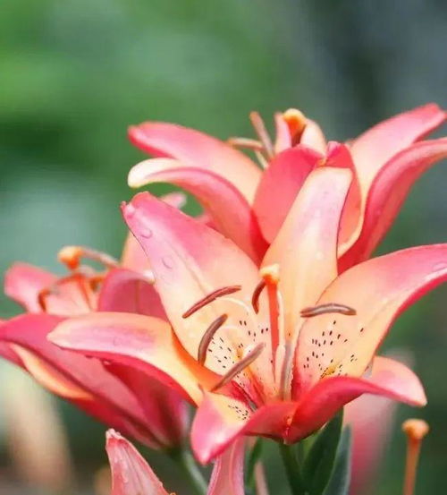 多图直击,烂漫花影,邂逅百合花海 陕西 镇坪上竹镇第四届百合花节暨农林产品展销活动盛大开幕