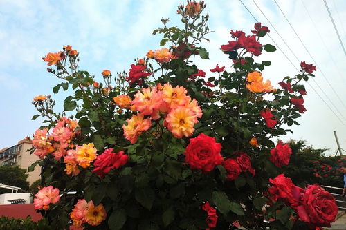 春日 花卉园