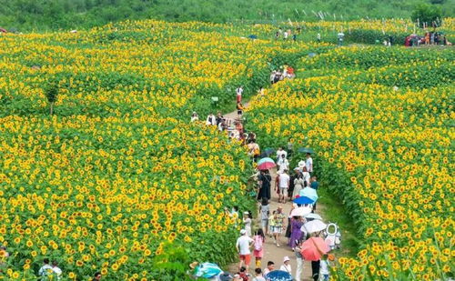 成都将打造1000个精品赏花场景,支持温江这样发展