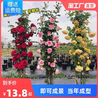当前网购流行产品