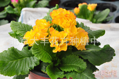 【大丰花卉厂家直销时令草花小型盆栽花卉园林绿化迷你盆栽花卉现货】北京大丰花卉种植中心 - 产品库