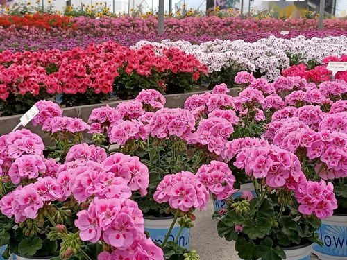 特色高档盆花芬芳 晋宁精品花卉前景佳