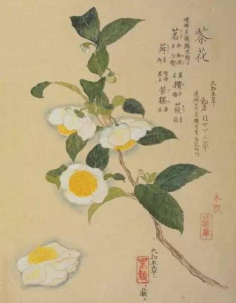 工笔花卉植物图谱精品