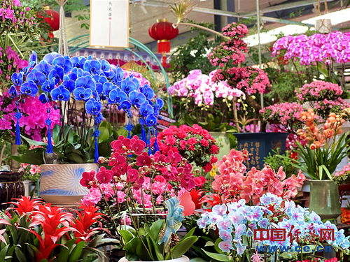 花卉市场年味浓 年宵花经济火出圈