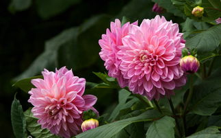 请教以下花卉名称