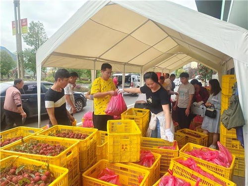 百里杜鹃 全 荔 以赴回报增城涓涓爱意
