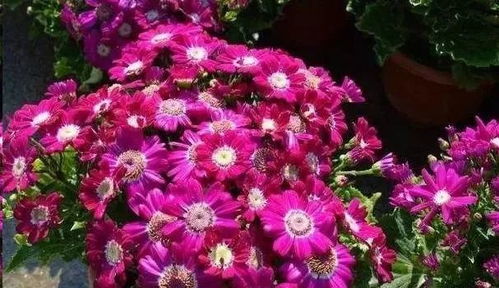 花卉市场的花开得很艳丽,为什么买回来却很难养活 原因在这