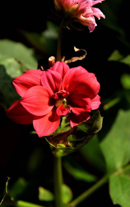 2023花卉植物赏析 春花烂漫