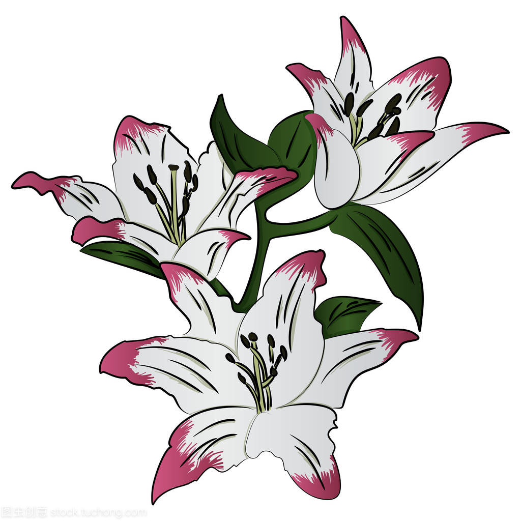 百合花卉矢量图